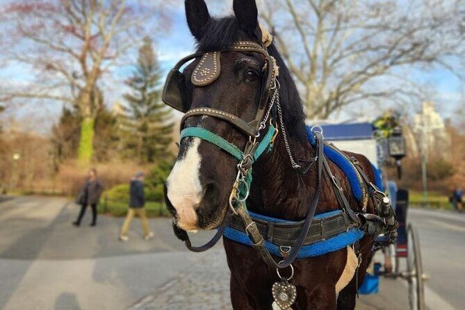 Central Park Horse Carriage Ride - FAQs