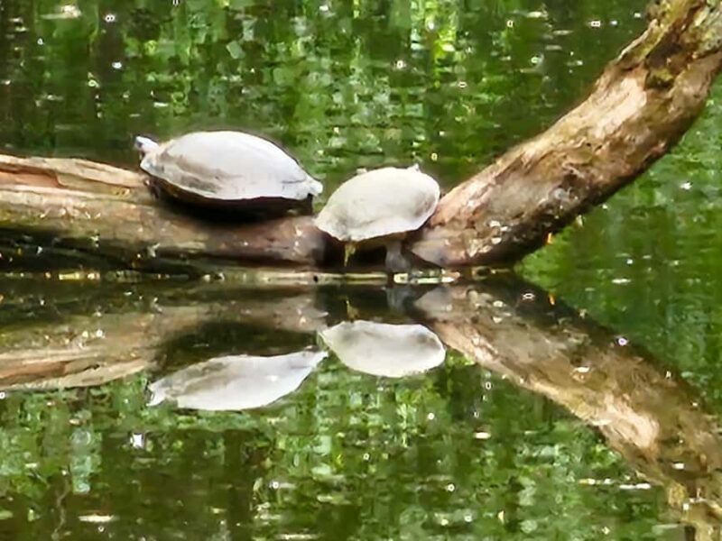 Central Park, NY: Nature, Architecture and Movie Scenes Tour - The Park’s Natural and Architectural Beauty
