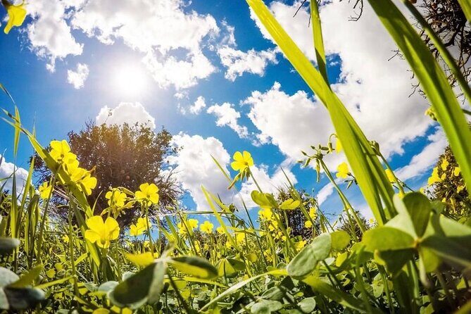 Central Park Pedicab Tours - Who Is This Tour Best For?