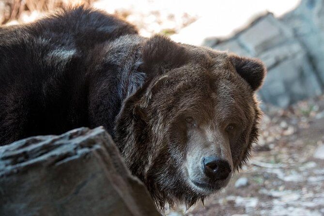 Central Park Zoo Admission Ticket with 4D Theater Access - FAQ