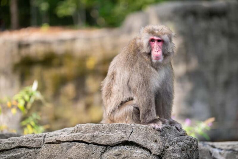 Central Park Zoo Entry Ticket - The Tropic Zone: A Tropical Escape