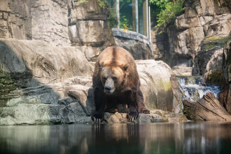 Central Park Zoo Entry Ticket - Polar Circle: Cold-Weather Wonder