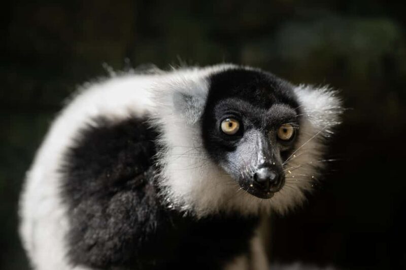 Central Park Zoo Entry Ticket - The Overall Experience