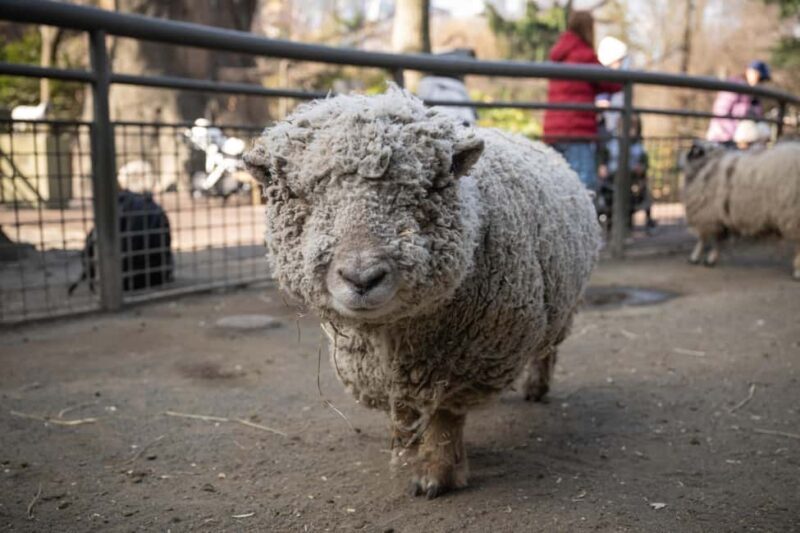 Central Park Zoo Entry Ticket - The Value of the Experience