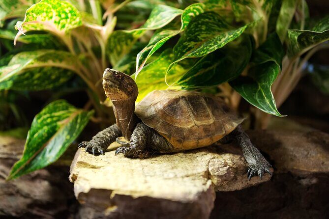 Central Park Zoo Skip-the-line Tickets & Private Transfers - Key Points