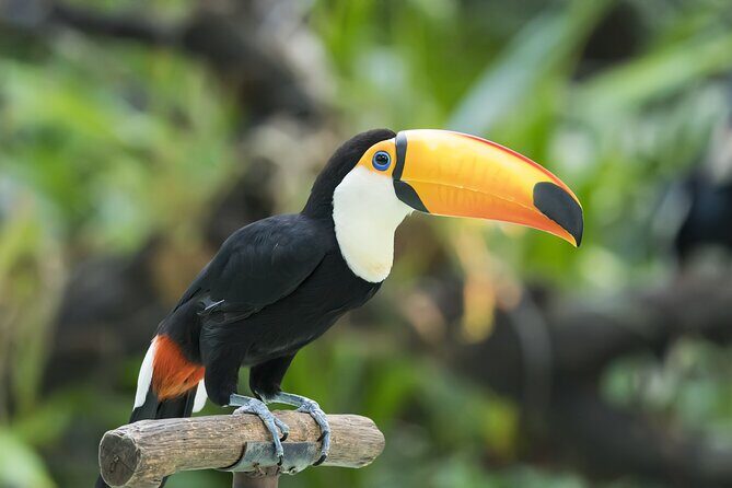 Central Park Zoo Skip-the-line Tickets & Private Transfers - Frequently Asked Questions