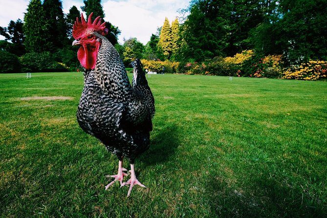 Central Scotland Driving Tour - Stirlingshire (Private) - The Sum Up