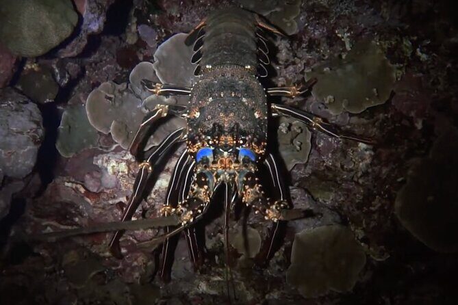 Certified Beach Night Dive - What to Expect from the Night Dive Experience