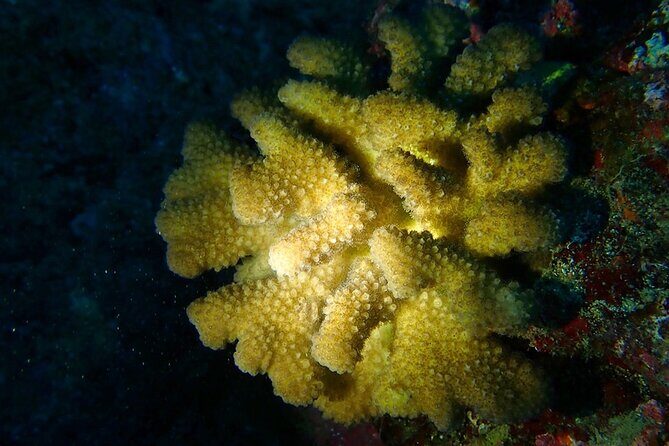 Certified Beach Night Dive - Final Thoughts