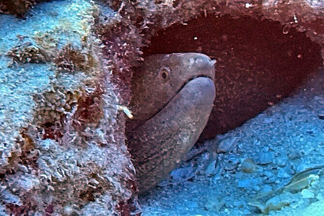 Certified Diver: 2-Tank Night Dive - A Closer Look at the Night Dive Experience