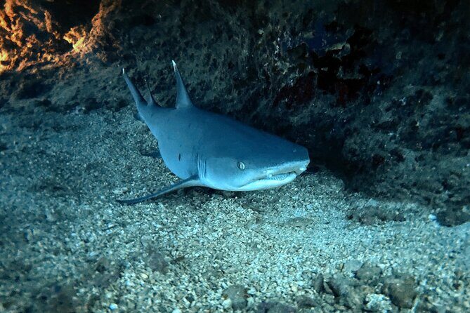 Certified Diver: 2-Tank Night Dive - Who Will Love This Tour?