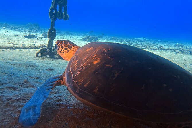 Certified Diver: 2-Tank Night Dive - Summary