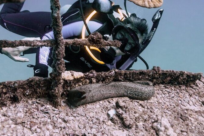 Certified Divers: Best 2-Tank Wrecks & Reef Boat Dive All Inclusive From Waikiki - Introduction