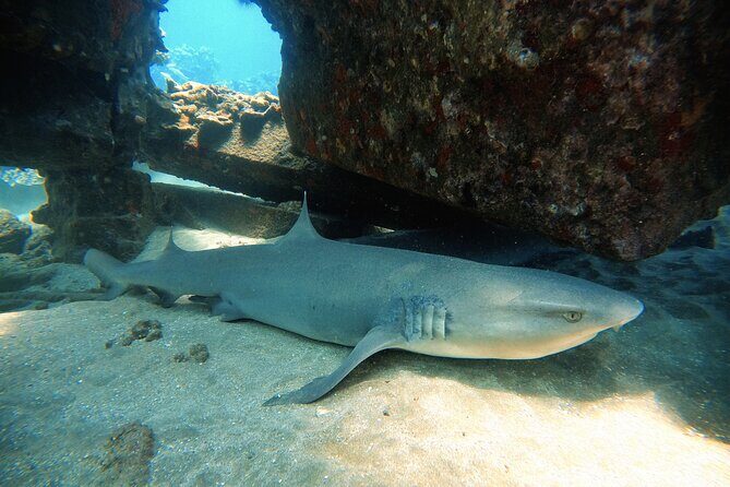 Certified Divers! Scuba dive the Ka'anapali Coast and more! - Key Points