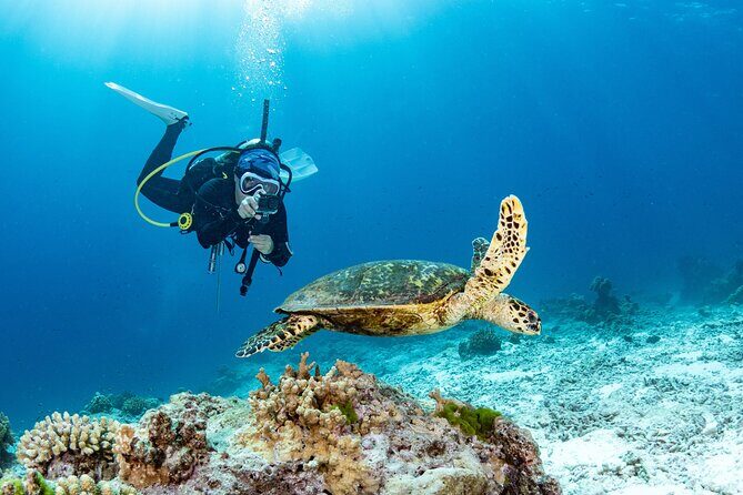 Certified Scuba Dive from Shore with Sea Turtles at Koloa Landing - Key Points