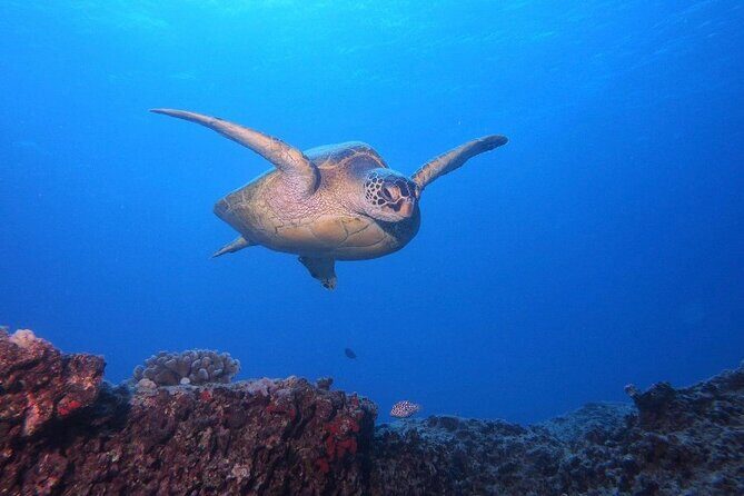 Certified Scuba Diving Along Two Shallow Reef Sites - Exploring Certified Scuba Diving Along Two Shallow Reef Sites in Oahu
