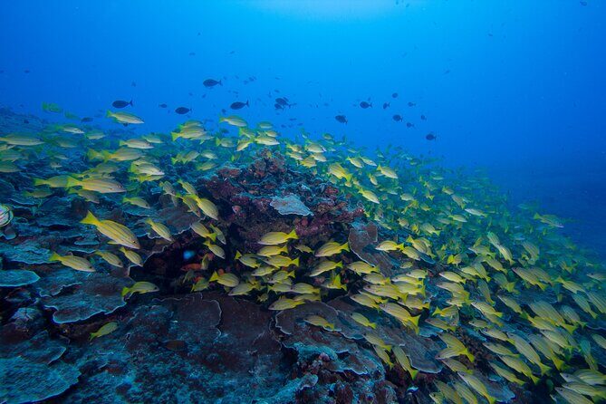 Certified Scuba Diving Along Two Shallow Reef Sites - What to Expect from Your Scuba Experience in Oahu