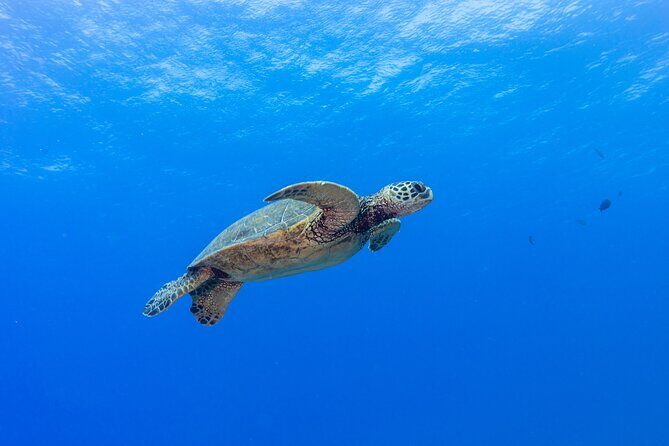 Certified Scuba Diving Along Two Shallow Reef Sites - Who Should Consider This Tour?