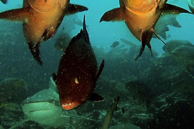 Certified Scuba Diving with Whitetip Marine Adventures team - FAQ