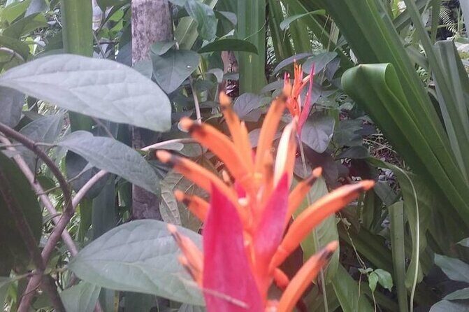 CFC Hot Spring Mud Pool,Garden Of Sleeping Giant And Village Visit Half Day Tour - Who’s This Tour Best For?