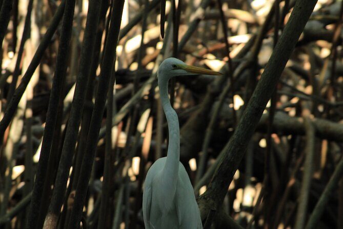 Chacahua Afternoon Journey - A thorough look at the Chacahua Afternoon Journey