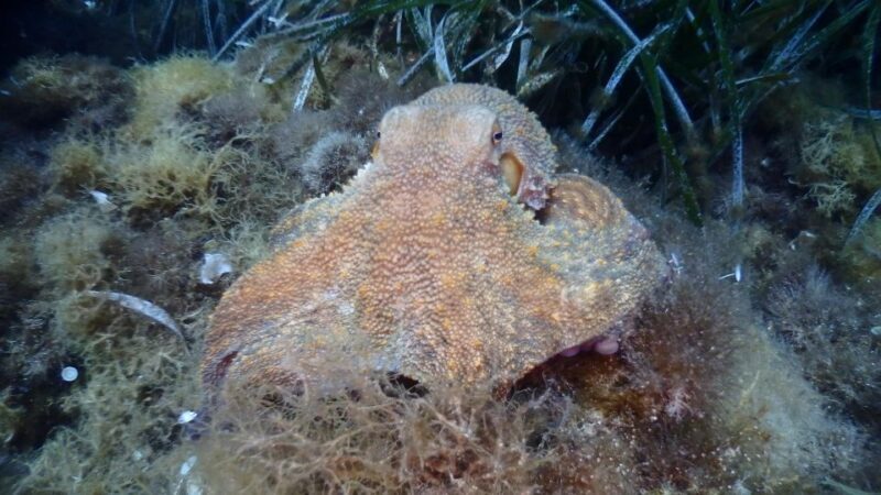 Chalkidiki: Scuba Diving for Beginners in Kassandra - What to Expect from This Kassandra Scuba Experience