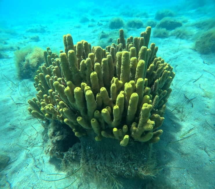 Chalkidiki: Snorkeling Adventure in Sithonia - The Experience: What Makes It Special