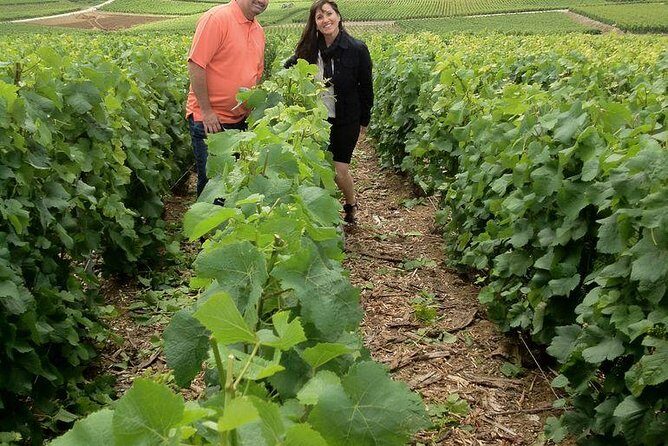 Champagne Area Small-Group Tour including a Top Champagne house & Family Winery - The Experience in Detail