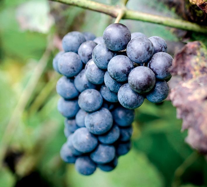 Champagne: Canard-Duchêne Champagne House Tour - Final Thoughts