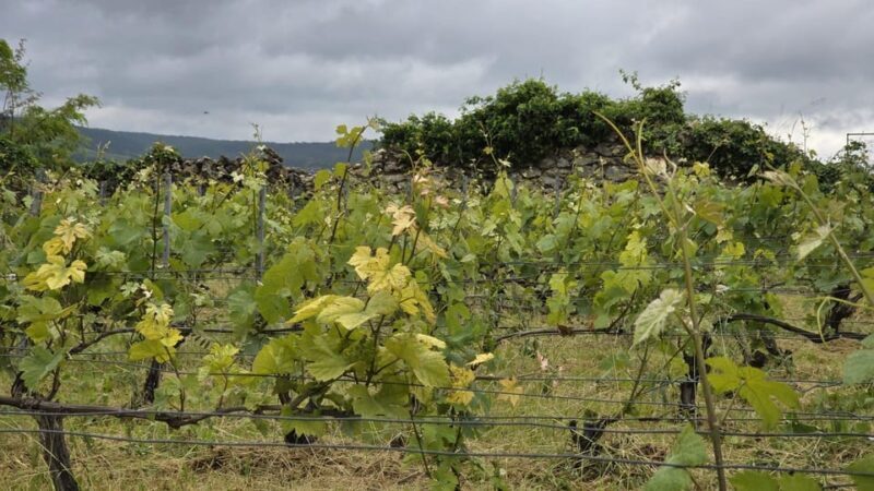 Champagne Vineyard Experience: Explore the terroir - Detailed Breakdown of the Experience