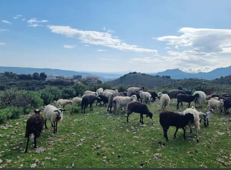 Chania: Apokoronas Villages Tour with Cheese-Making - Who Will Love This Tour?