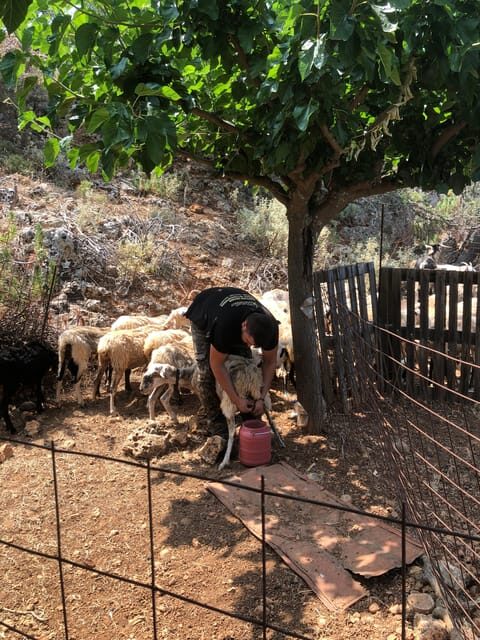 Chania Area: Cooking Class at a Farm in Stylos Village - Final thoughts