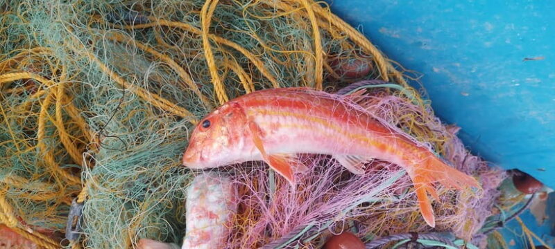 Chania Fishing with Nets: Catch&Cook with a Local Fisherman - What’s Included and What To Know