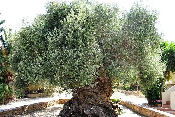 Chania Old Town - Millennial Olive Tree - Olive Oil Mill - Introduction to the Chania Olive Heritage Tour