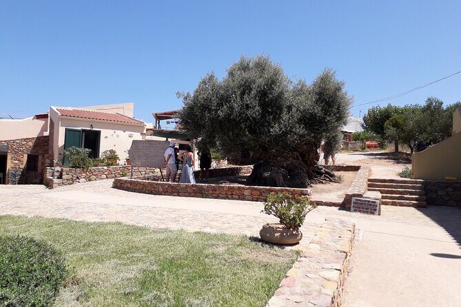 Chania Old Town - Millennial Olive Tree - Olive Oil Mill - FAQ