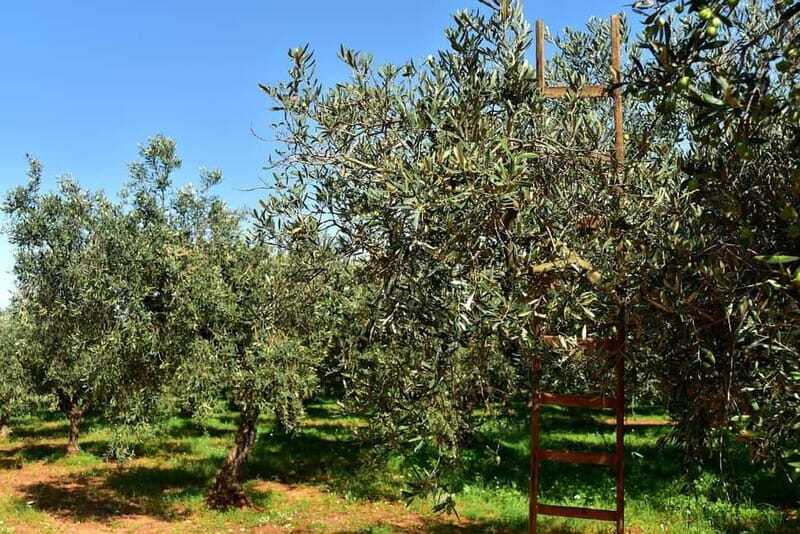 Chania: Olive Harvest Day Trip with Guide & Transport - Who Should Consider This Tour?