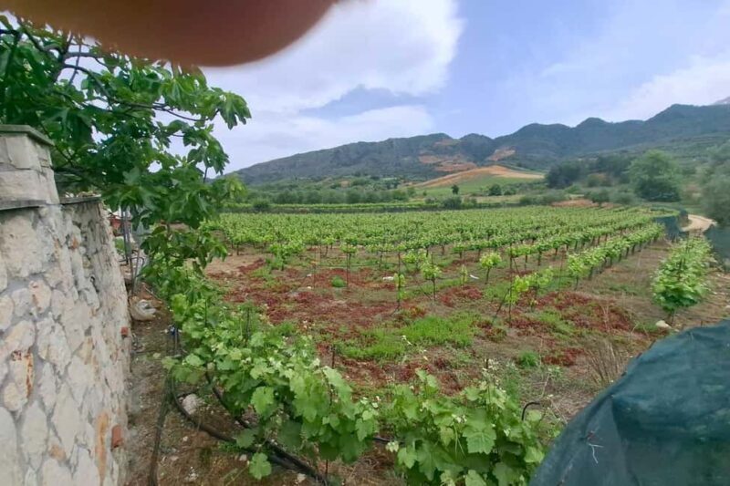 Chania Private Wine Tasting Tour & Theriso Village Visit - Final Thoughts