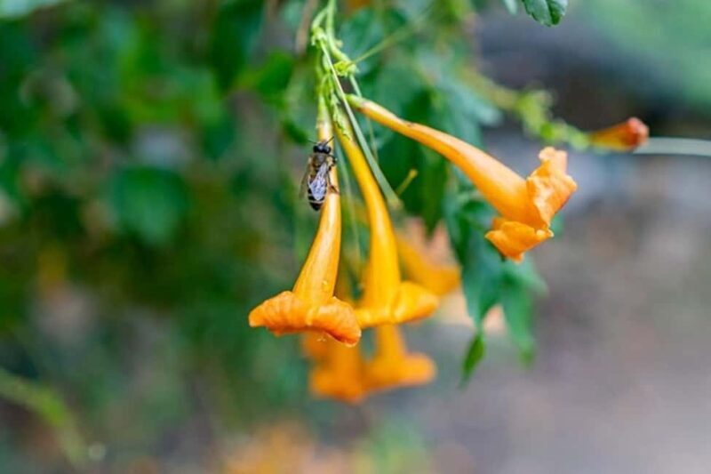 Chania Safari & Botanical Garden  Nature & Aromas Tour - What We Think About the Tour