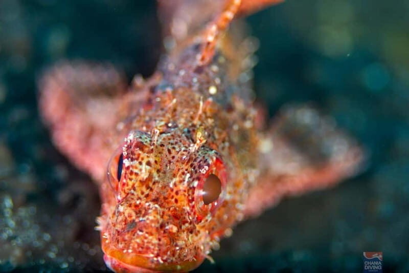 Chania: Scuba Diving and Snorkeling for Beginners by Boat - Who Should Consider This Tour?