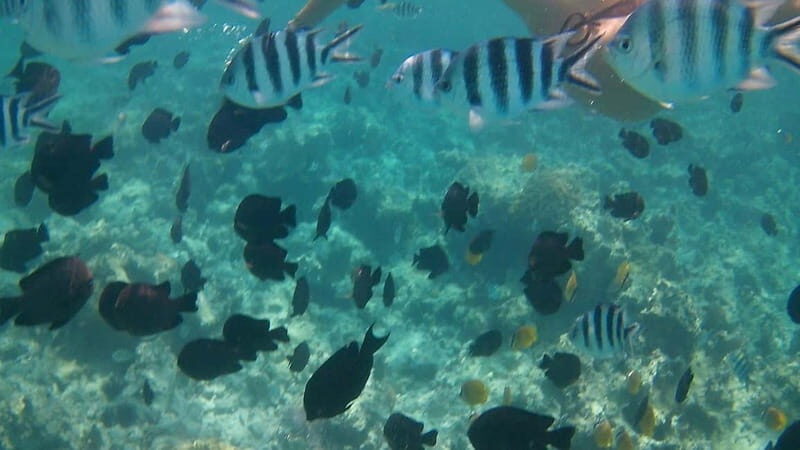 Chania: Scuba Diving and Snorkeling for Beginners by Boat - Final Thoughts: Who Will Love This Experience?