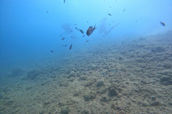 Chania Scuba Diving for Beginners - What to Expect from Your Chania Beginner Scuba Experience