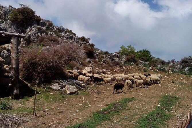 Chania Shore Excursion to the White Mountains - Is This Tour Right for You?