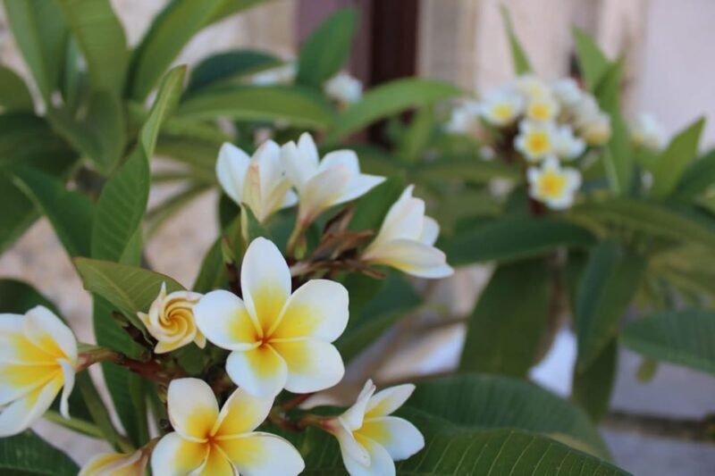 Chania: Traditional Villages & Aptera Site Private Tour - FAQs