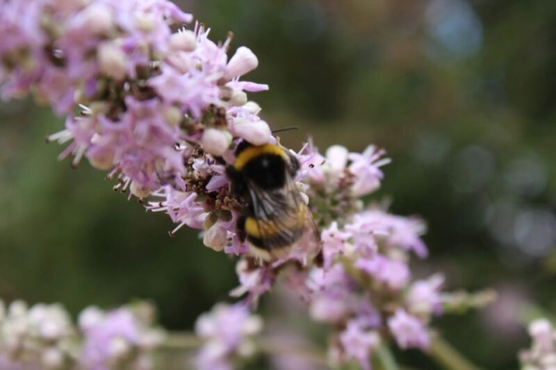 Chania Villages Private Tour: Explore the Authentic Crete! - Key Points