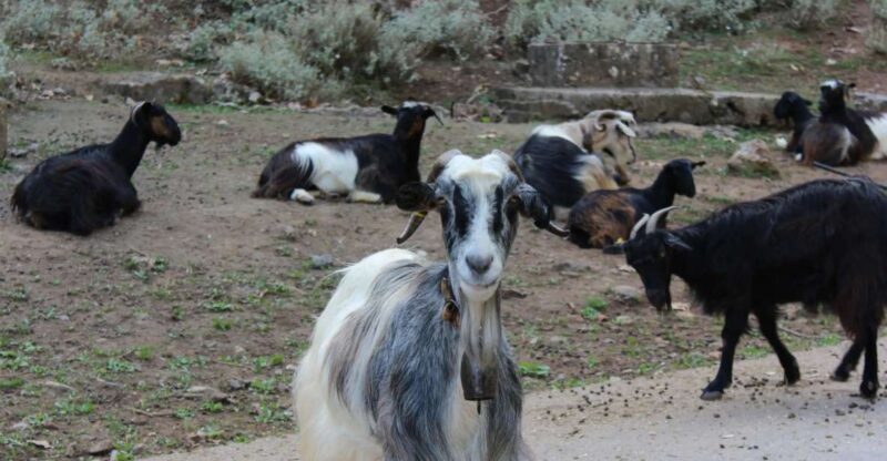 Chania White Mountains Private Tour: From Sea to Summit - Who Is This Tour Best For?