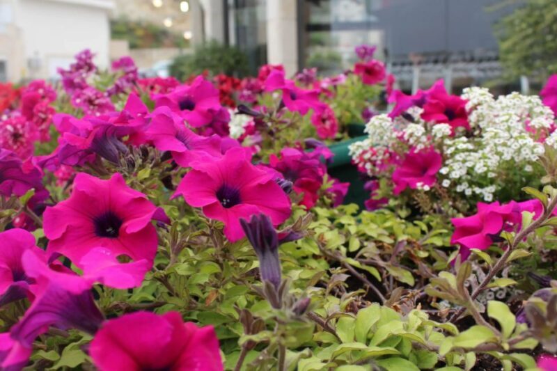 Chania White Mountains Private Tour: From Sea to Summit - Final Thoughts