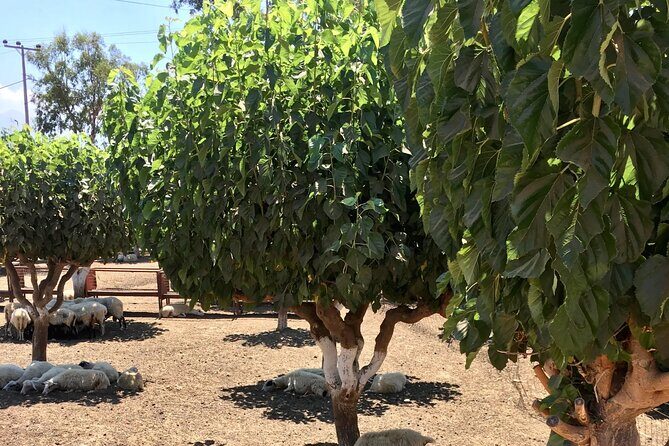 Chania White Mountains Private Tour: From Sea to Summit! - Visiting Meskla Village