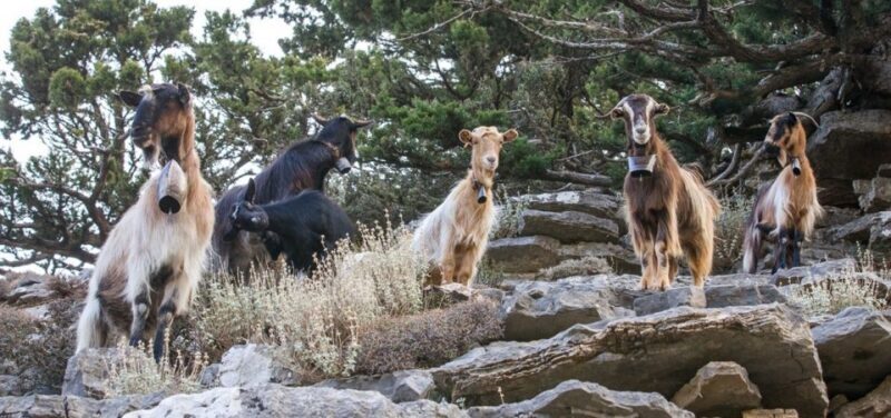 Chania: White Mountains Safari Tour with Lunch and Tastings - FAQ