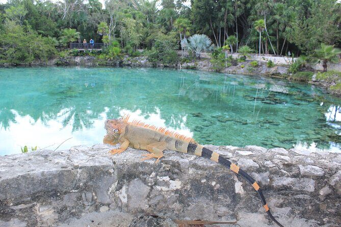 Chankanaab Park Admission +Snorkeling + Lunch included - FAQ