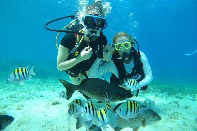 Chankanaab Park Plus Discovery Scuba Dive with Lunch - Introduction